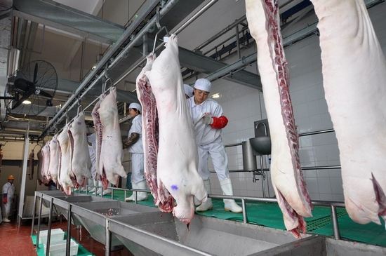 机械化生猪屠宰实现每小时宰200头